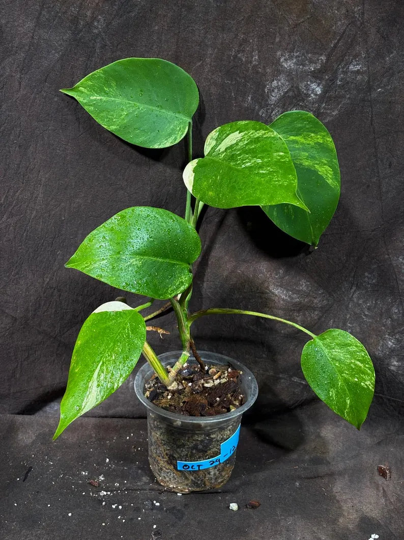 Variegated Monstera Albo Plant - Rare Indoor Plant - White Monstera Borsigiana Albo Baby Leaf Plant - Albo Monstera - EXACT Plant- US Seller