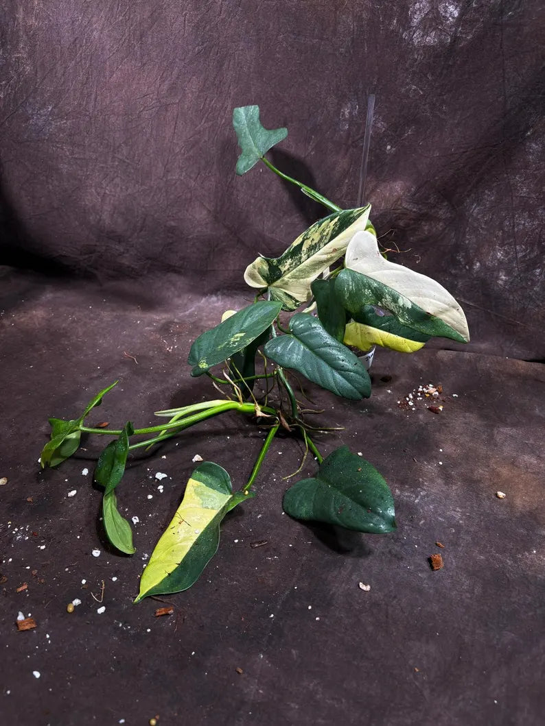 Variegated Philodendron Bipennifolium in a Nursery Pot - Bipennifolium Mature Plant - Collector's Aroid - Exact SAME Live Plant - US Seller