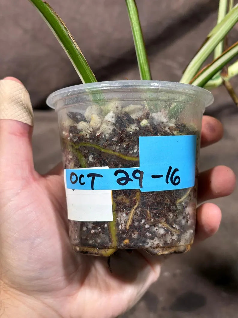 Variegated Monstera Albo EXACT Live Plant - Rare Indoor White Monstera Albo Borsigiana Plant - Albo Monstera Mature Plant - US Seller