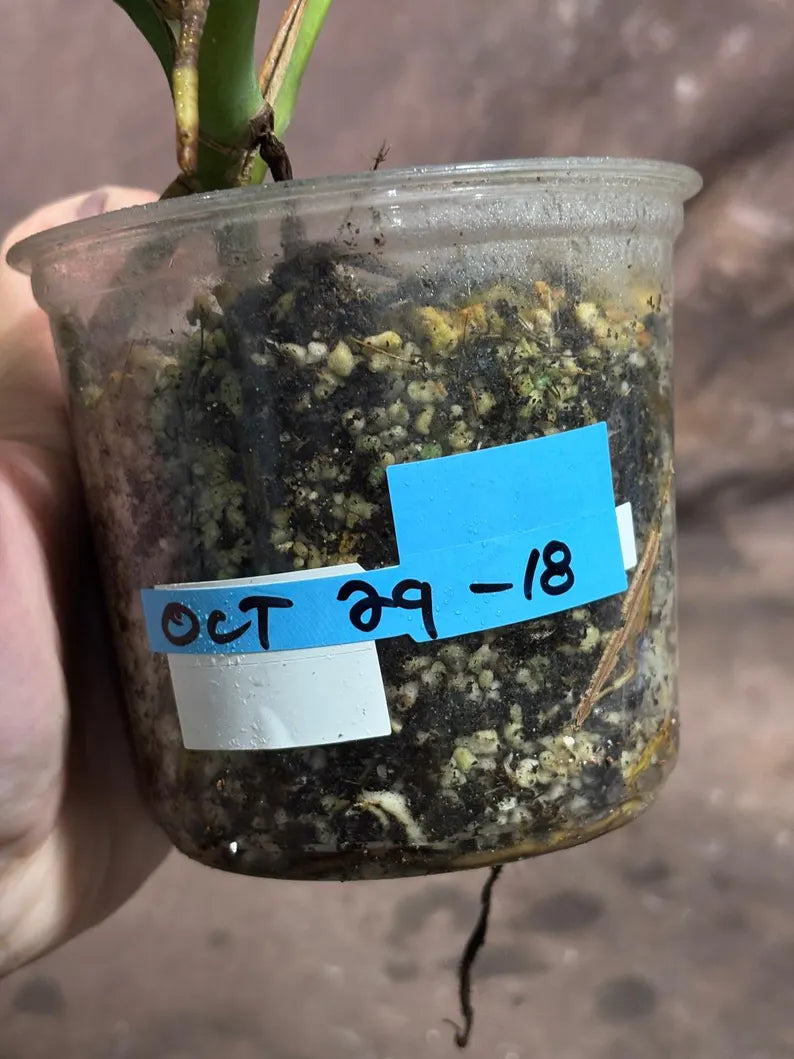 Monstera Aurea Variegated Borsigiana Live Plant - Monstera Aurea Mature Plant - Monstera Marmota Gift Plant - EXACT Same Plant - US Seller