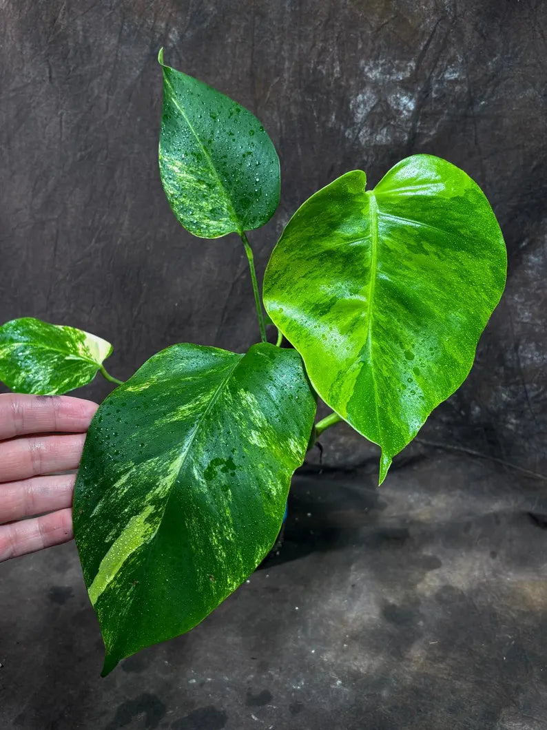 Monstera Aurea Variegated Borsigiana Live Plant - Monstera Aurea Mature Plant - Monstera Marmota Gift Plant - EXACT Same Plant - US Seller