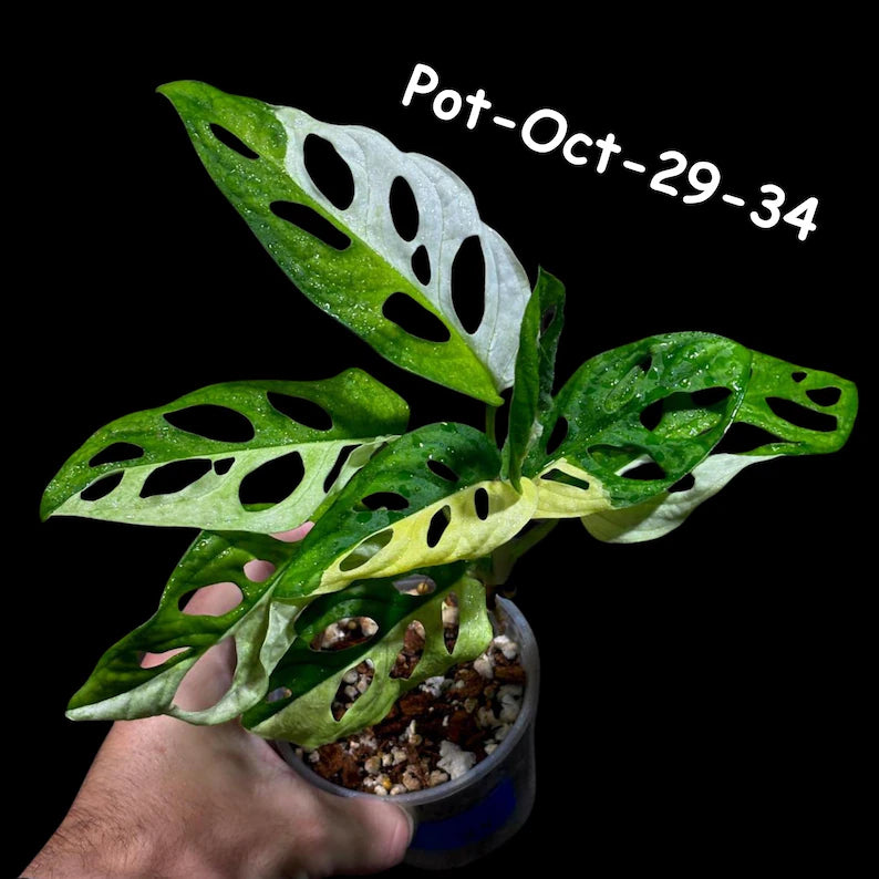 Variegated Monstera Adansonii Albo Plant Live - Rare Swiss Cheese EXACT Same Plant - Half-Moon Leaf - Collector's Aroid - US Seller