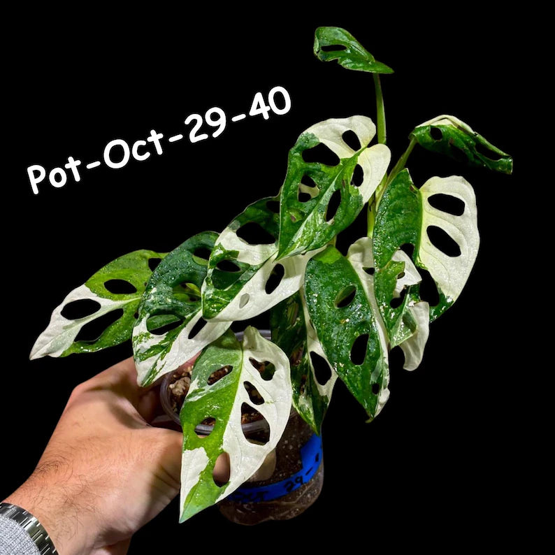 Variegated Monstera Adansonii Albo Plant Live - Rare Swiss Cheese EXACT Same Plant - Half-Moon Leaf - Collector's Aroid - US Seller