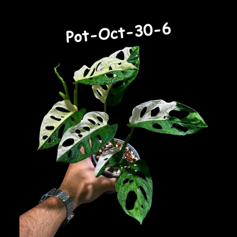 Variegated Monstera Adansonii Albo Plant Live - Rare Swiss Cheese EXACT Same Plant - Half-Moon Leaf - Collector's Aroid - US Seller