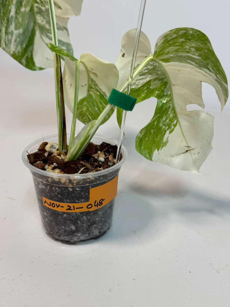 Rare Monstera Albo Variegated - Indoor White Monstera Albo Borsigiana Plant - Live Plant - Collector's Aroid - EXACT Same Plant - US Seller