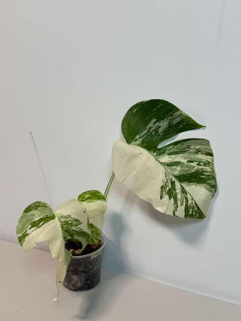 Rare Monstera Albo Variegated - Indoor White Monstera Albo Borsigiana Plant - Live Plant - Collector's Aroid - EXACT Same Plant - US Seller