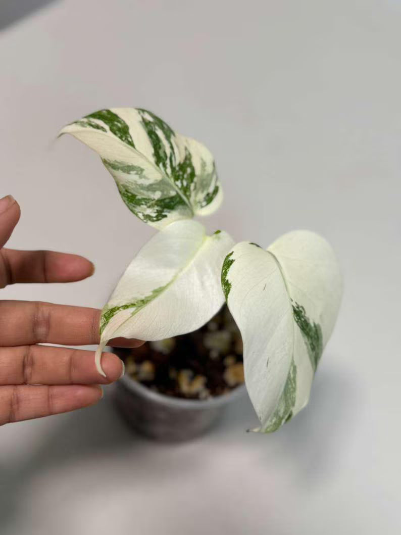 Variegated Monstera Albo Plant - Rare Indoor White Monstera Albo Borsigiana Plant - Baby Leaf Plant - Indoor Plant - EXACT Plant - US Seller