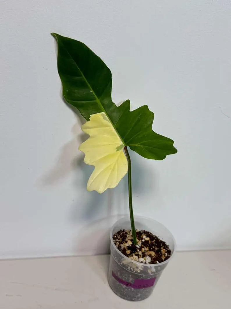 Philodendron Golden Dragon Live Plant - Variegated Plant in a Nursery Pot - Collector Rare Indoor Plant - Exact SAME plant - US Seller