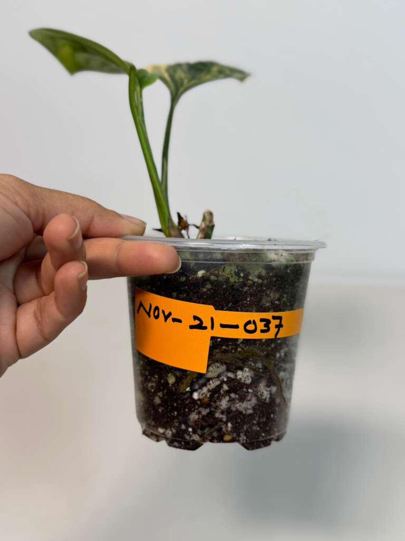 Variegated Monstera Peru EXACT Same Live Plant - Rare Aroid with Marbled Foliage - Air Purifying Plant - Live Collector Plant - US Seller