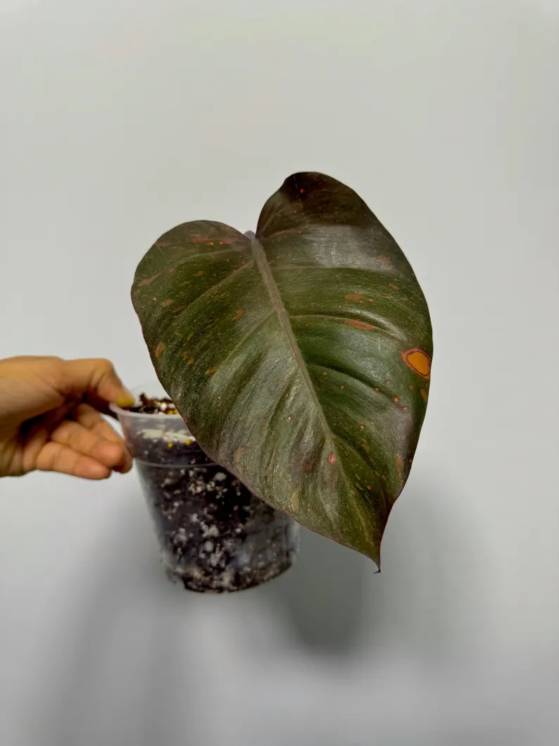 RARE Philodendron Orange Princess in a Nursery Pot - Orange Princess Marble Philodendron Live Plant - Same Potted Plant - US Seller