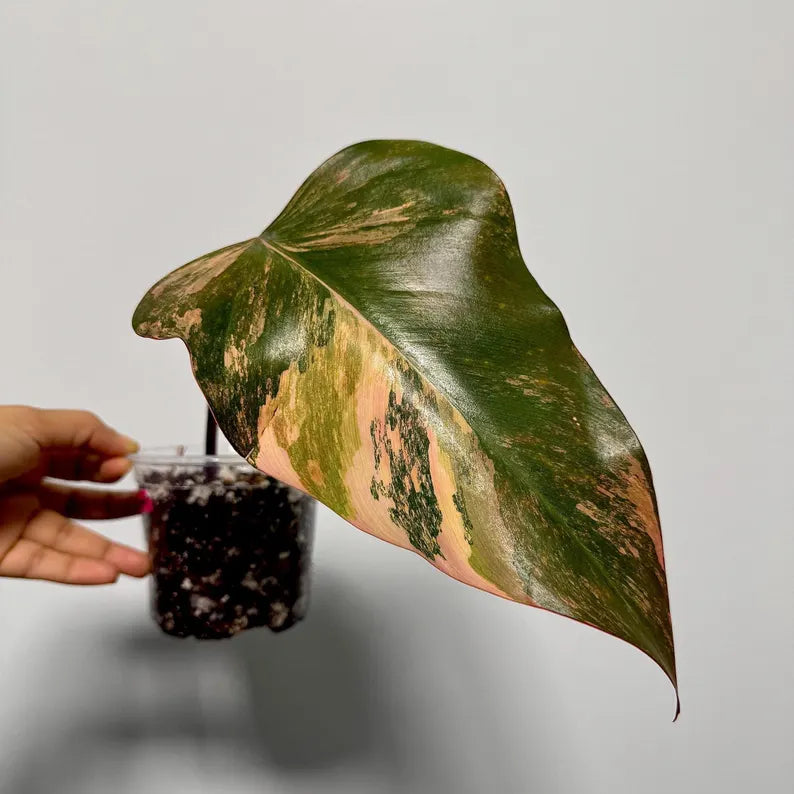 High Variegated Philodendron Strawberry Shake - Pink Rare Collector Plant - Gift Indoor Plant - Exact Same Plant - US Seller