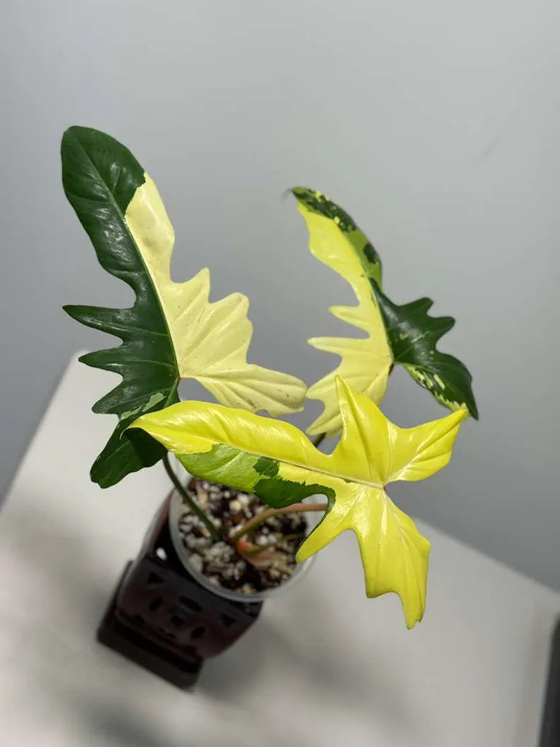 High Variegated Philodendron Golden Dragon Live Plant in a Nursery Pot - Collector Rare Indoor Plant - Exact SAME plant - US Seller