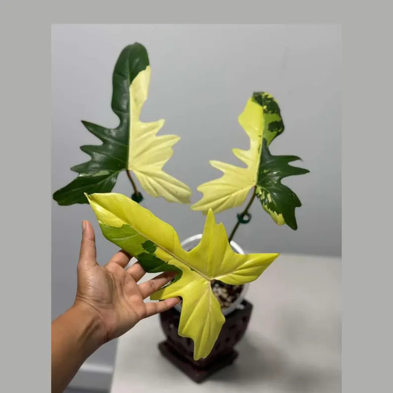 High Variegated Philodendron Golden Dragon Live Plant in a Nursery Pot - Collector Rare Indoor Plant - Exact SAME plant - US Seller