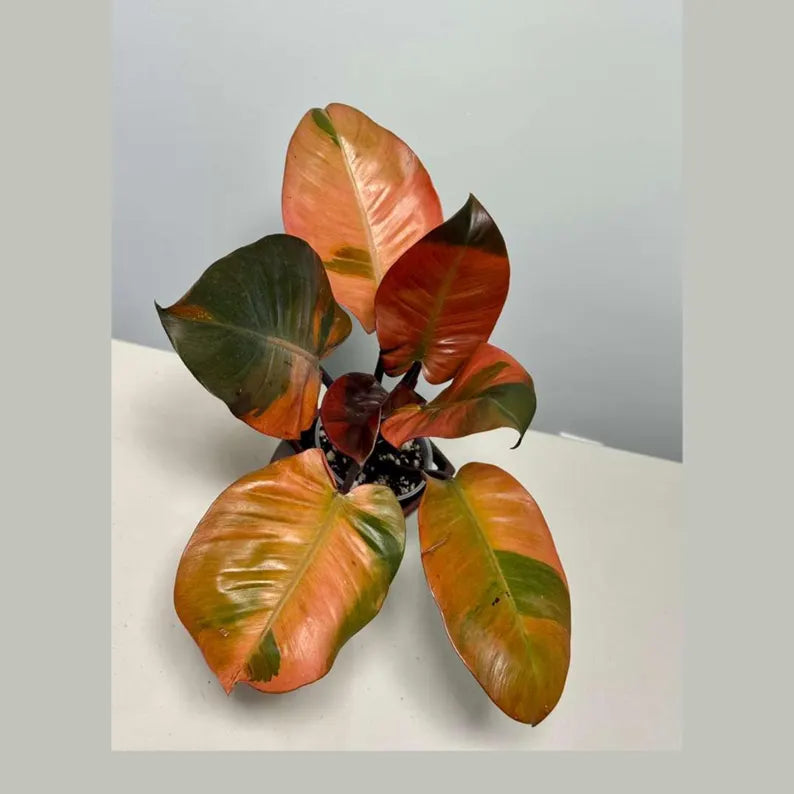 Variegated Black Cardinal Philodendron in a Nursery Pot - EXTREMELY Rare Collector Plant - Very Hard to come by - Indoor Plant - US Seller