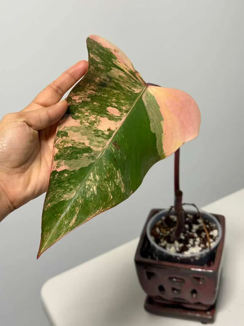 High Variegated Philodendron Strawberry Shake - Pink Rare Collector Plant - Gift Indoor Plant - Exact Same Plant - US Seller