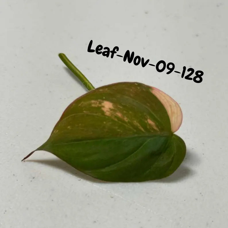 Variegated Philodendron Mican Aurea Cuttings - Velvet Heartleaf Philodendron - Vining Indoor Plant - Exotic Office Plants - US Seller