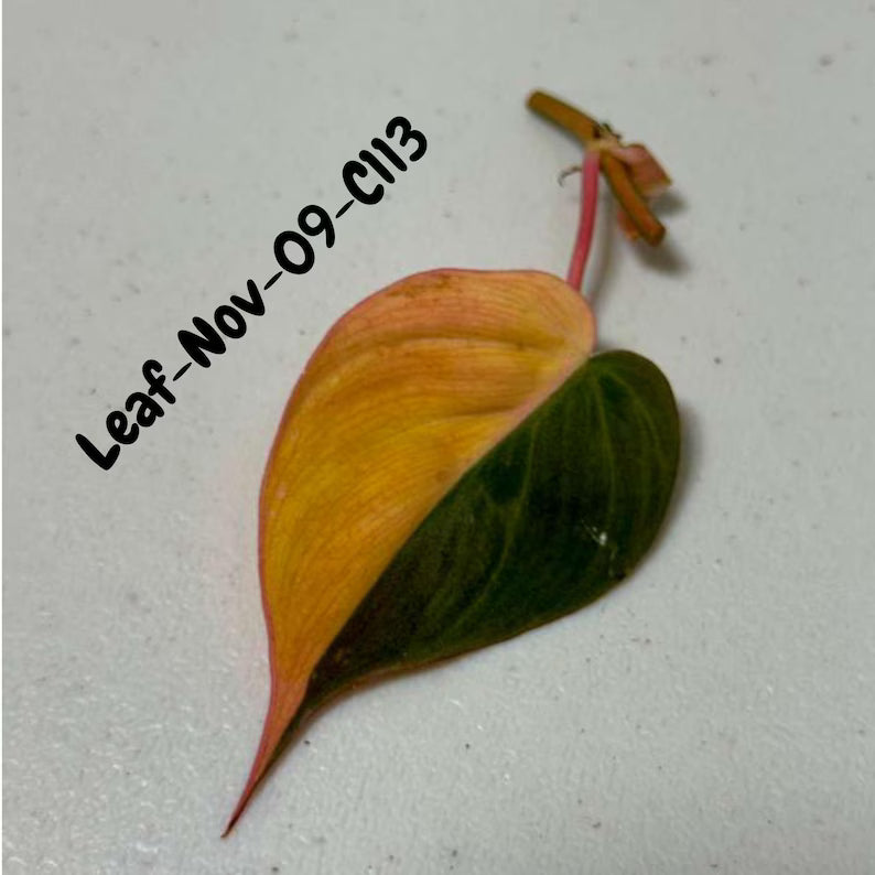 Variegated Philodendron Mican Aurea Cuttings - Velvet Heartleaf Philodendron - Vining Indoor Plant - Exotic Office Plants - US Seller