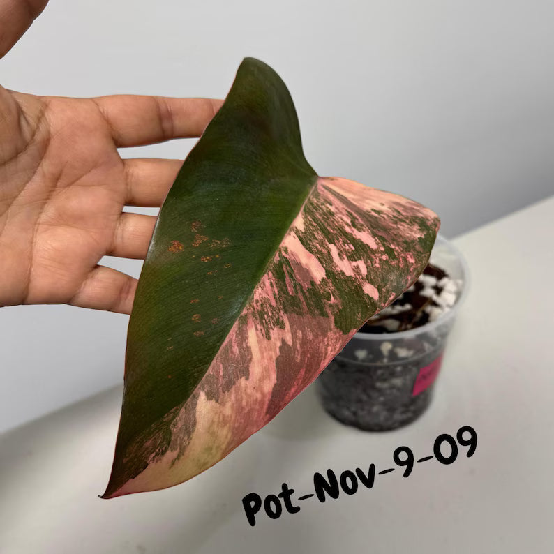 Variegated Philodendron Strawberry Shake EXACT Live Plant - Rare Strawberry Pink and Yellow Variegated Plant - Collector Gift Plant