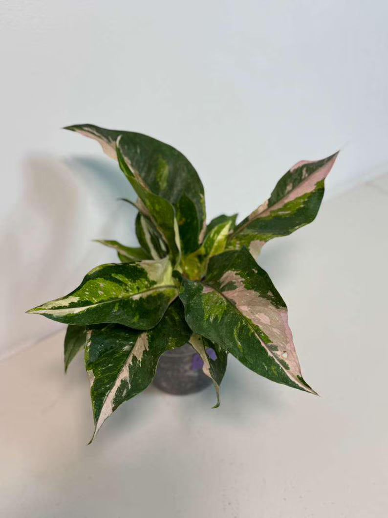 Anthurium Renaissance Pink in a Nursery Pot - Super Rare Pink Yellow Variegated - Beginner Friendly Exact Same Plant - US Seller