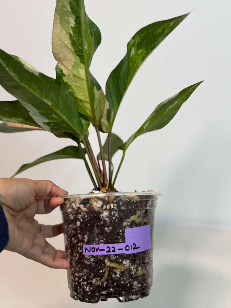 Anthurium Renaissance Pink in a Nursery Pot - Super Rare Pink Yellow Variegated - Beginner Friendly Exact Same Plant - US Seller