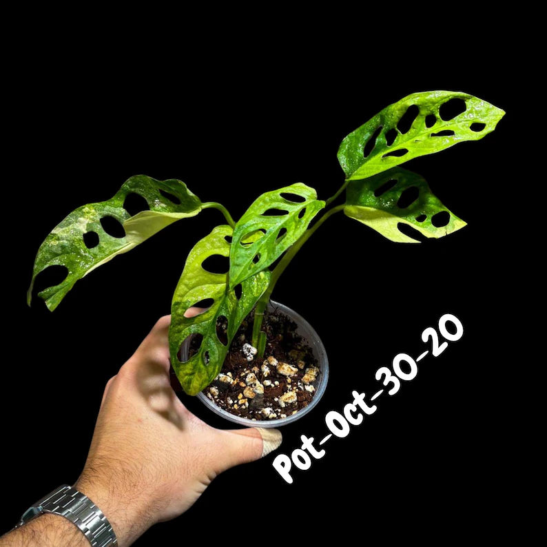 Variegated Monstera Adansonii Albo Plant Live - Rare Swiss Cheese EXACT Same Plant - Half-Moon Leaf - Collector's Aroid - US Seller