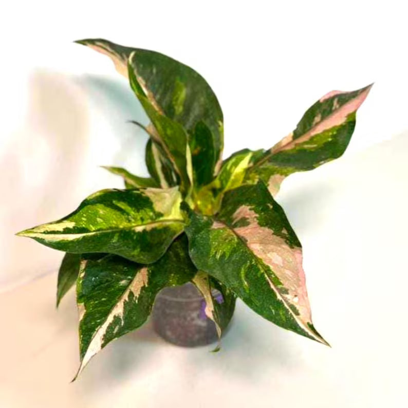 Anthurium Renaissance Pink in a Nursery Pot - Super Rare Pink Yellow Variegated - Beginner Friendly Exact Same Plant - US Seller