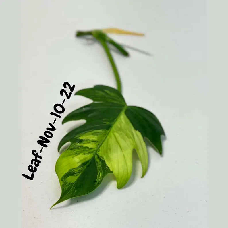 Philodendron Radiatum Variegated Cuttings - Indoor Rare Plant - Large Form - Plants Lover Gift - Live Plant - SAME Cutting - US Seller