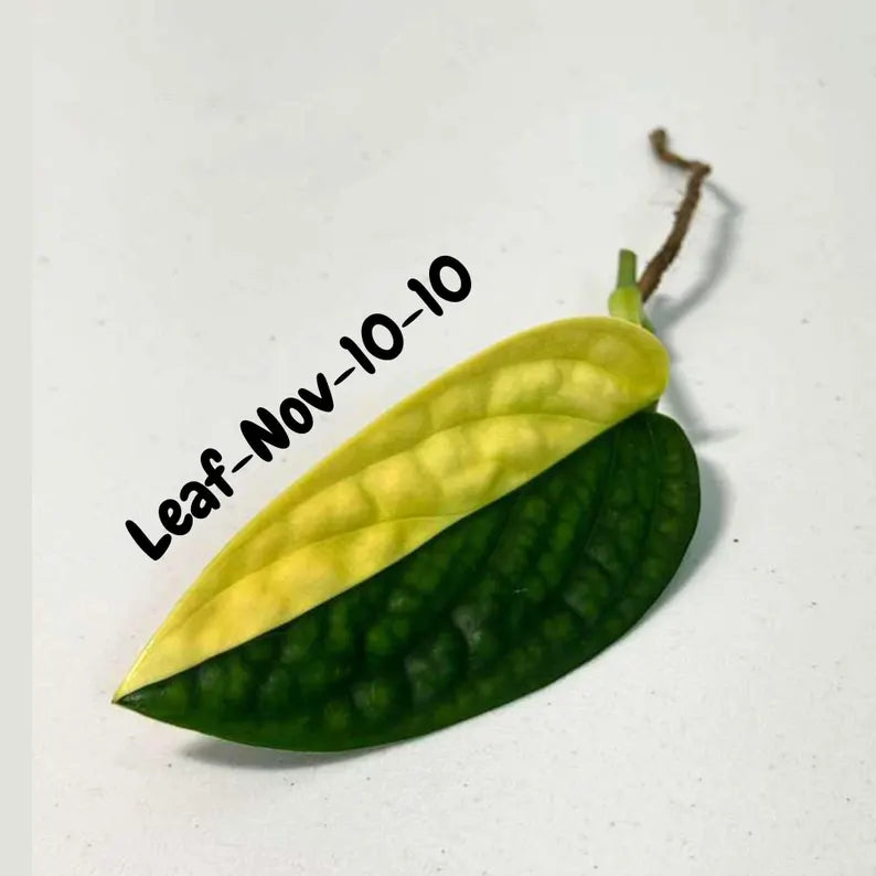 Variegated Monstera Peru Cuttings - Monstera Karstenianum Peru - Live Plant - houseplants - EXACT Same Plant - USA Seller