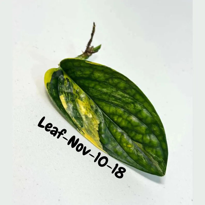 Variegated Monstera Peru Cuttings - Monstera Karstenianum Peru - Live Plant - houseplants - EXACT Same Plant - USA Seller