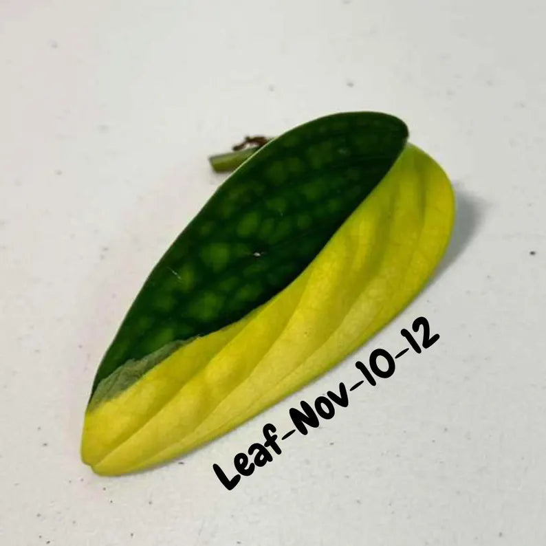 Variegated Monstera Peru Cuttings - Monstera Karstenianum Peru - Live Plant - houseplants - EXACT Same Plant - USA Seller