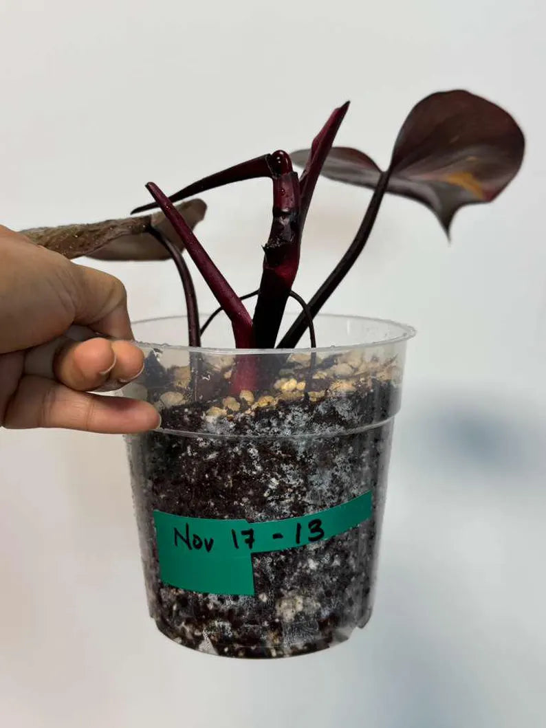 RARE Philodendron Orange Princess in a Nursery Pot - Orange Princess Marble Philodendron Top Cut Potted Plant - Live Same Plant - US Seller