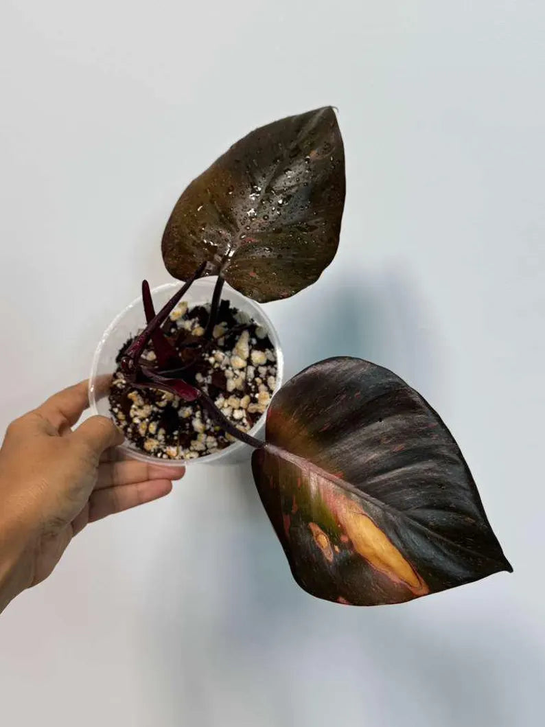 RARE Philodendron Orange Princess in a Nursery Pot - Orange Princess Marble Philodendron Top Cut Potted Plant - Live Same Plant - US Seller