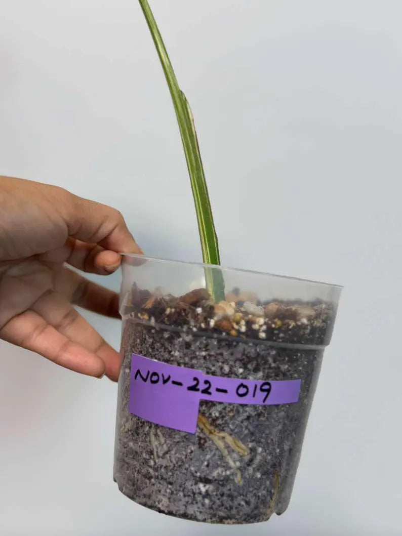 Variegated Monstera Albo Plant - Rare Indoor White Monstera Albo Borsigiana Plant - Albo Monstera Single Leaf Plant - EXACT Plant -US Seller