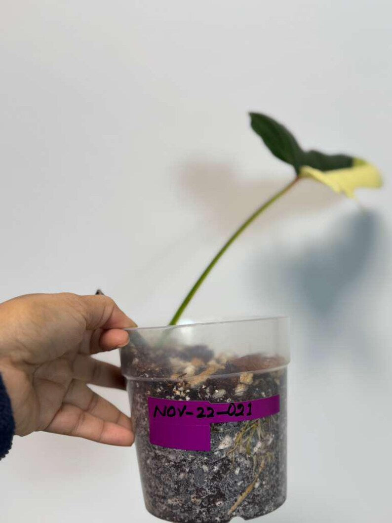 Philodendron Golden Dragon Live Plant - Variegated Plant in a Nursery Pot - Collector Rare Indoor Plant - Exact SAME plant - US Seller