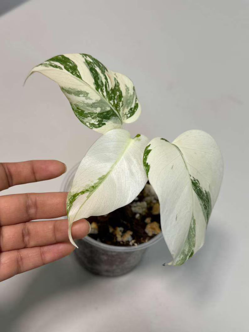 Variegated Monstera Albo Plant - Rare Indoor White Monstera Albo Borsigiana Plant - Baby Leaf Plant - Indoor Plant - EXACT Plant - US Seller