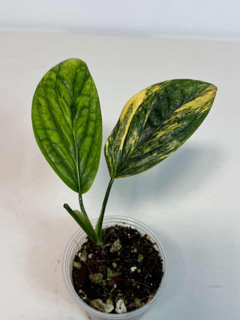 Variegated Monstera Peru EXACT Same Live Plant - Rare Aroid with Marbled Foliage - Air Purifying Plant - Live Collector Plant - US Seller