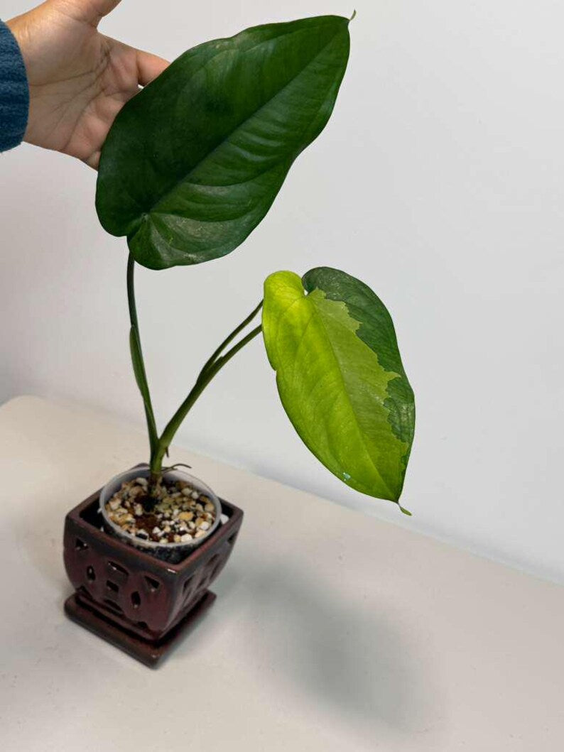 Variegated Syngonium Chiapense Albo Live Plant - Unique Leaves Beautiful Plant - Stunning Aroid with White Variegation-SAME Plant -US Seller