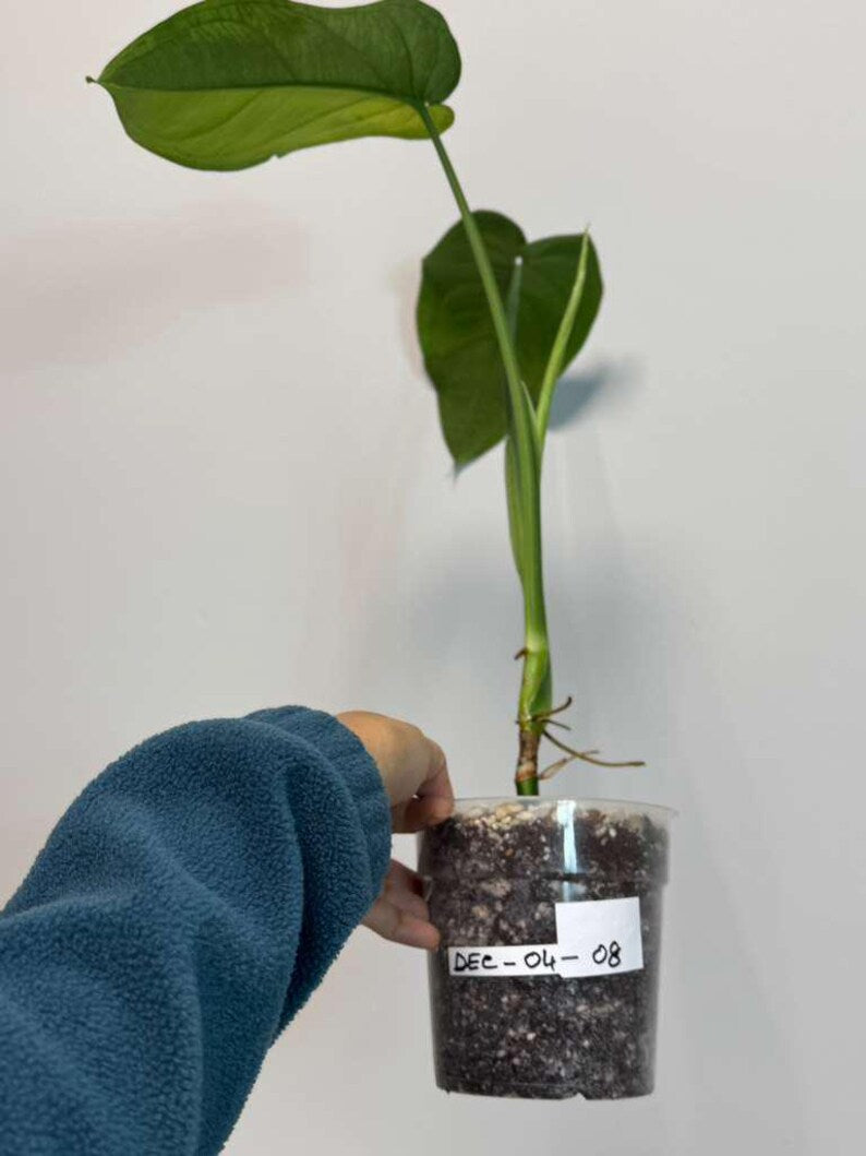 Variegated Syngonium Chiapense Albo Live Plant - Unique Leaves Beautiful Plant - Stunning Aroid with White Variegation-SAME Plant -US Seller