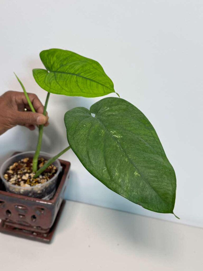 Variegated Syngonium Chiapense Albo Live Plant - Unique Leaves Beautiful Plant - Stunning Aroid with White Variegation-SAME Plant -US Seller