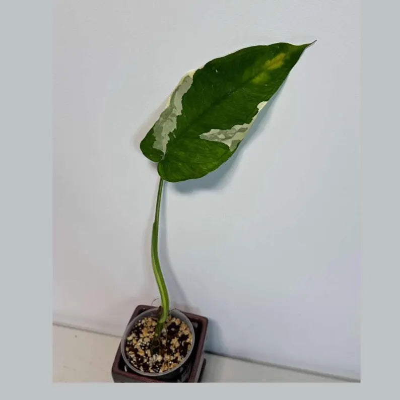 Variegated Syngonium Chiapense Albo Live Plant - Unique Leaves Beautiful Plant - Stunning Aroid with White Variegation-SAME Plant -US Seller