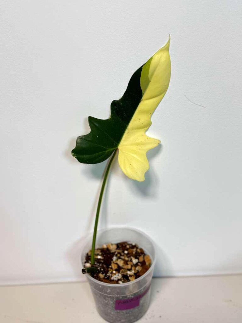 Philodendron Golden Dragon Live Plant - Variegated Plant in a Nursery Pot - Collector Rare Indoor Plant - Exact SAME plant - US Seller