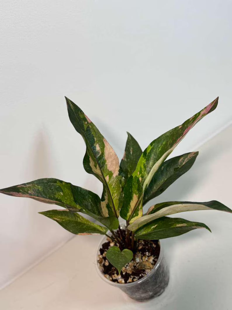 Anthurium Renaissance Pink in a Nursery Pot - Super Rare Pink Yellow Variegated - Beginner Friendly Exact Same Plant - US Seller