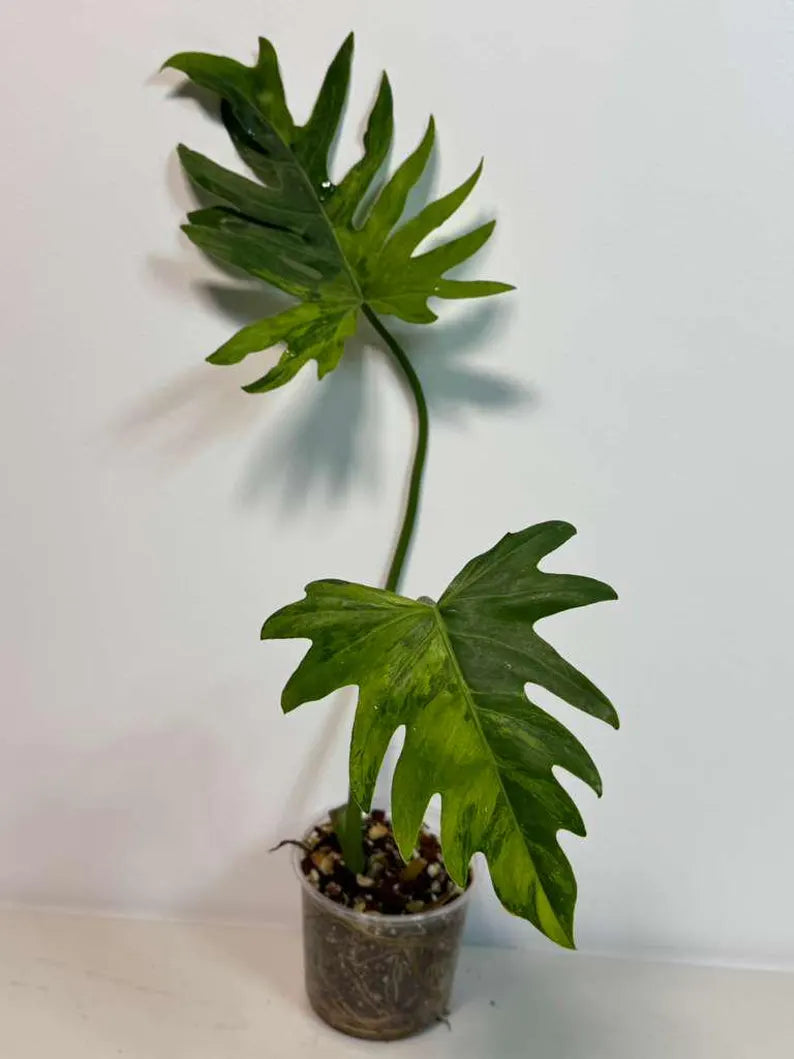 Philodendron Radiatum Variegated - Indoor Rare Plant - Large Form - Plants Lover Gift - Live Plant - Exact Same Plant - US Seller