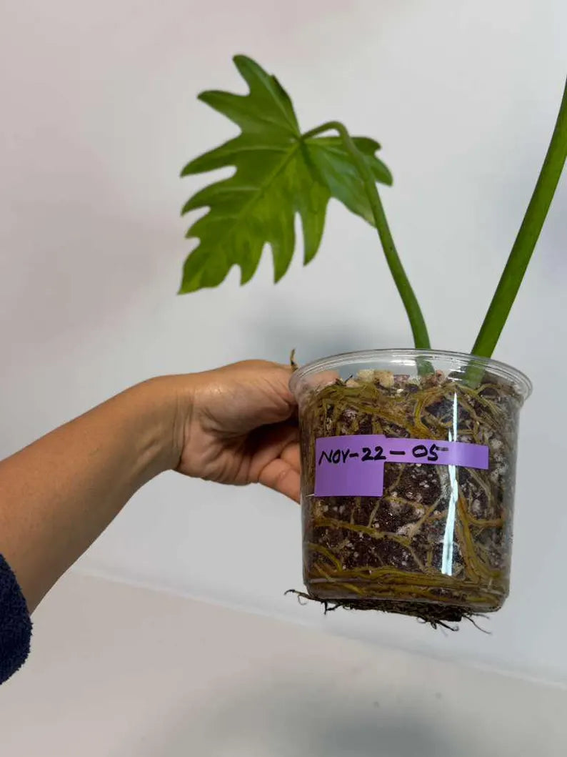 Philodendron Radiatum Variegated - Indoor Rare Plant - Large Form - Plants Lover Gift - Live Plant - Exact Same Plant - US Seller