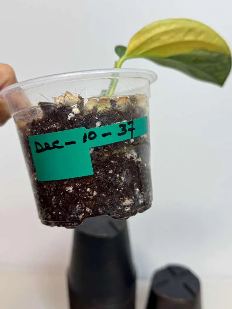 Variegated Monstera Peru in a Nursery Pot - Live Rare Houseplants - Rare Collector Plant - US Seller