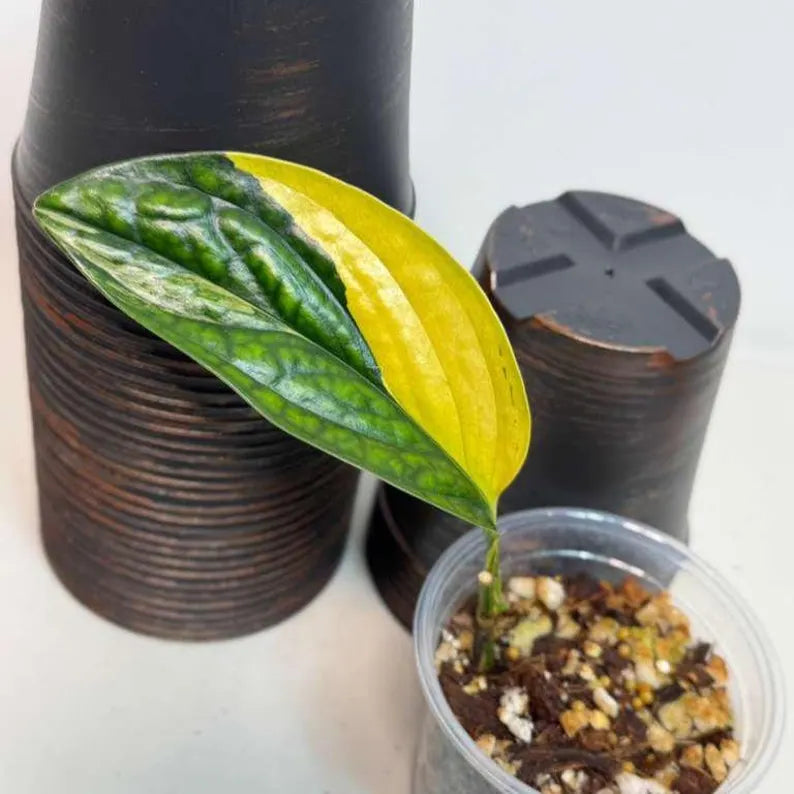 Variegated Monstera Peru in a Nursery Pot - Live Rare Houseplants - Rare Collector Plant - US Seller