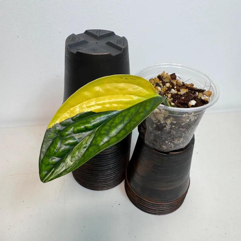 Variegated Monstera Peru in a Nursery Pot - Live Rare Houseplants - Rare Collector Plant - US Seller