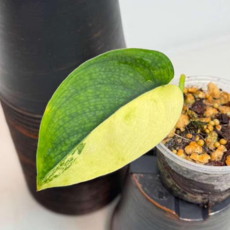 Scindapsus Jade Satin Variegated Plant in a Nursery Pot - Rare Tropical - SAME Plant - US Seller