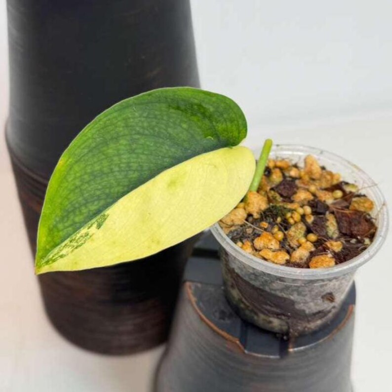 Scindapsus Jade Satin Variegated Plant in a Nursery Pot - Rare Tropical - SAME Plant - US Seller