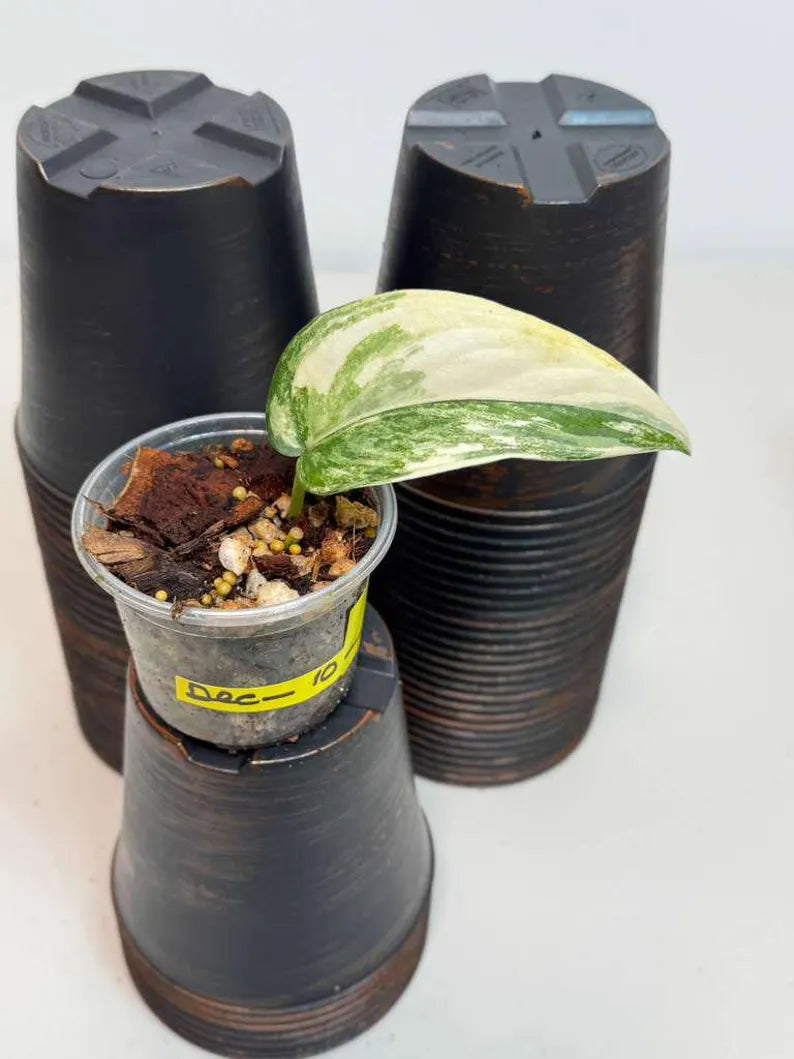 Scindapsus Jade Satin Variegated Plant in a Nursery Pot - Rare Tropical - SAME Plant - US Seller